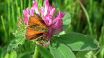 Karłątek leśny, karłątek ceglasty (Thymelicus sylvestris)