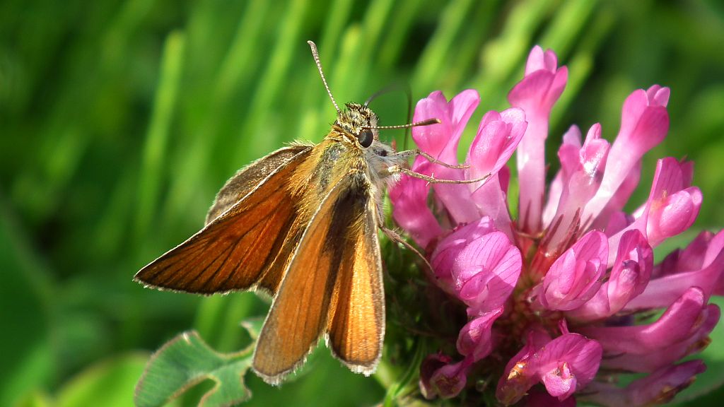 Karłątek leśny, karłątek ceglasty (Thymelicus sylvestris)