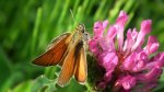 Karłątek leśny, karłątek ceglasty (Thymelicus sylvestris)