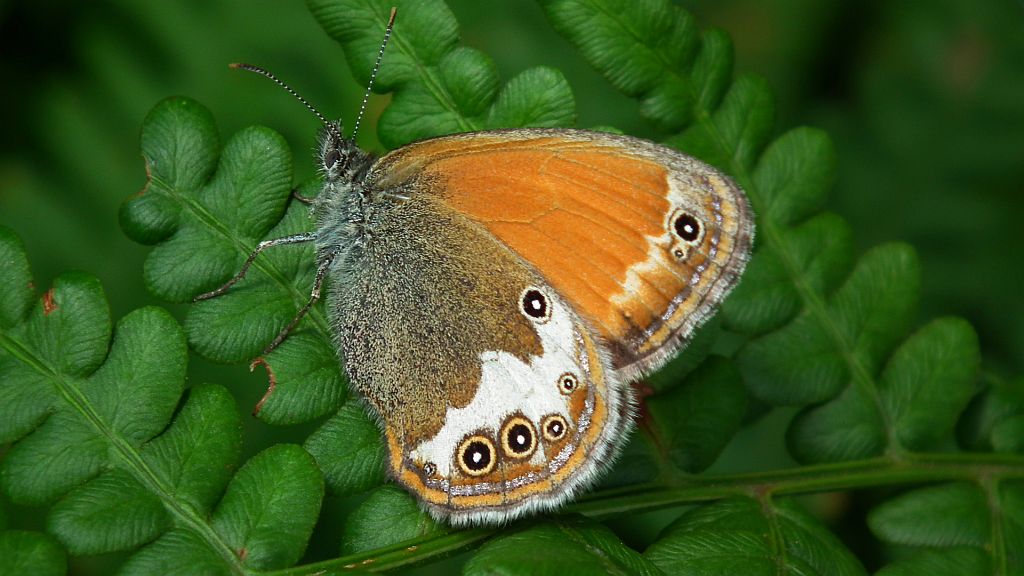 Strzępotek perełkowiec (Coenonympha arcania)