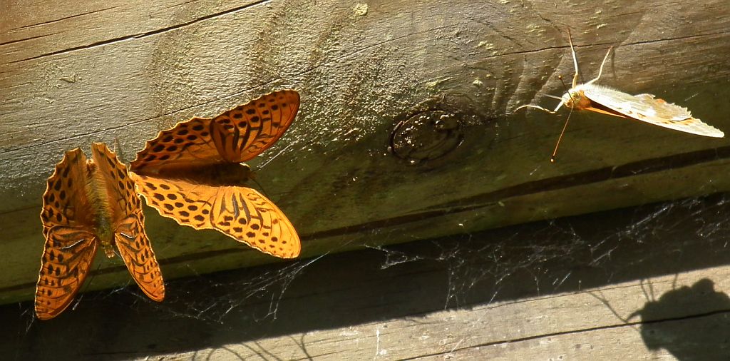 Dostojka malinowiec (Argynnis paphia)