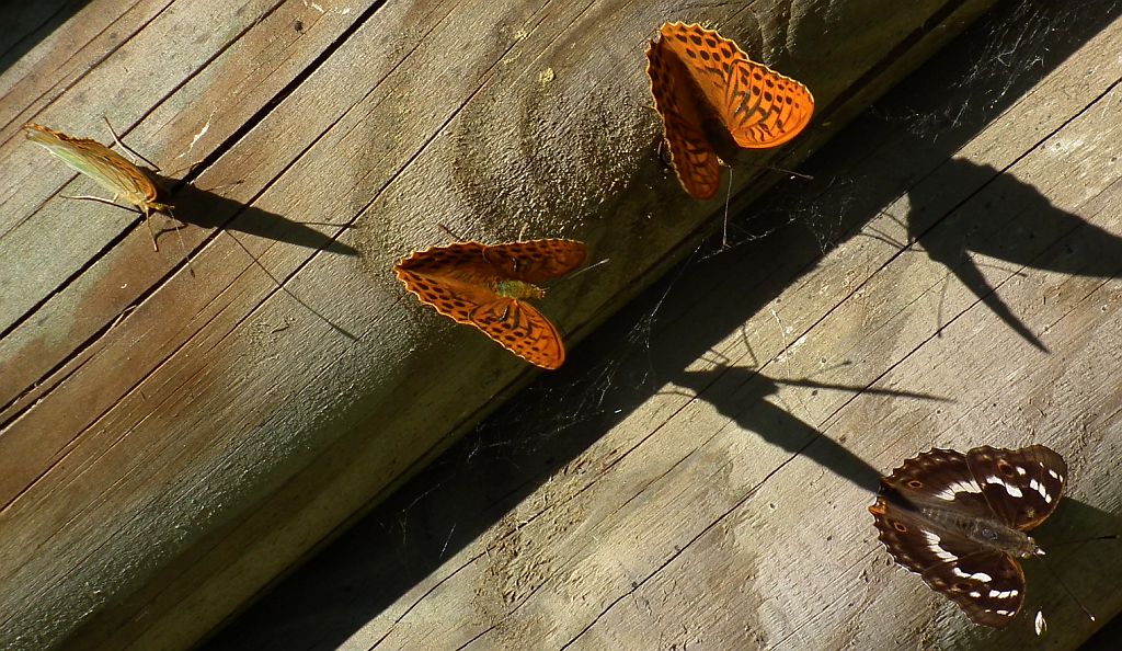 Dostojko malinowce i mieniak stróżnik