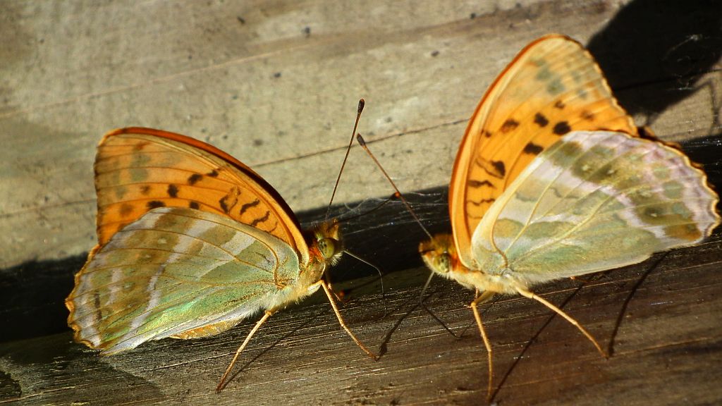 Dostojka malinowiec (Argynnis paphia)