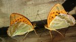 Dostojka malinowiec (Argynnis paphia)