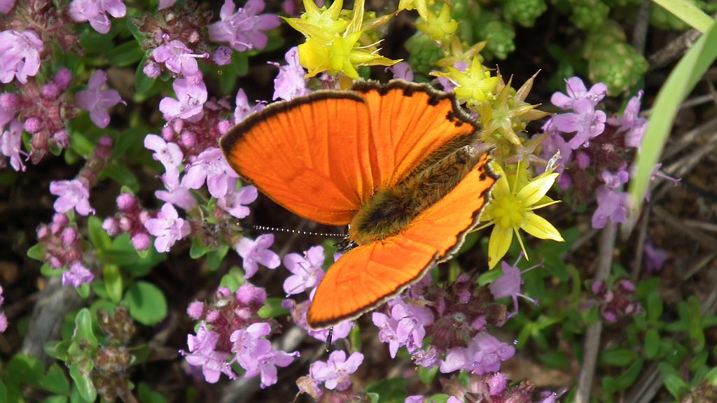 Czerwończyk dukacik (Lycaena virgaureae)