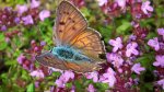 Czerwończyk zamgleniec (Lycaena alciphron)