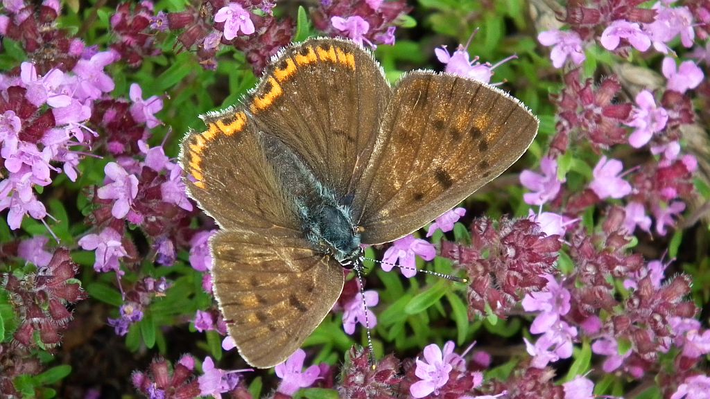 Czerwończyk zamgleniec (Lycaena alciphron)
