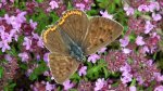 Czerwończyk zamgleniec (Lycaena alciphron)