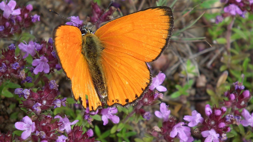 Czerwończyk dukacik (Lycaena virgaureae)