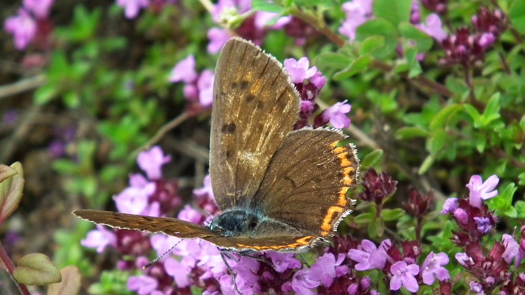 Czerwończyk zamgleniec (Lycaena alciphron)