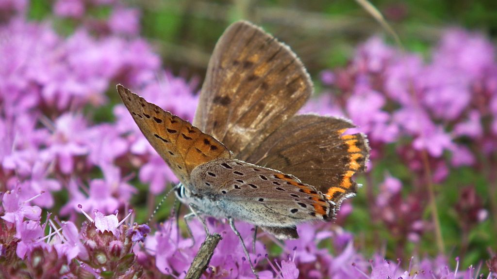 Czerwończyk zamgleniec (Lycaena alciphron)
