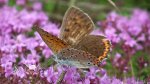 Czerwończyk zamgleniec (Lycaena alciphron)