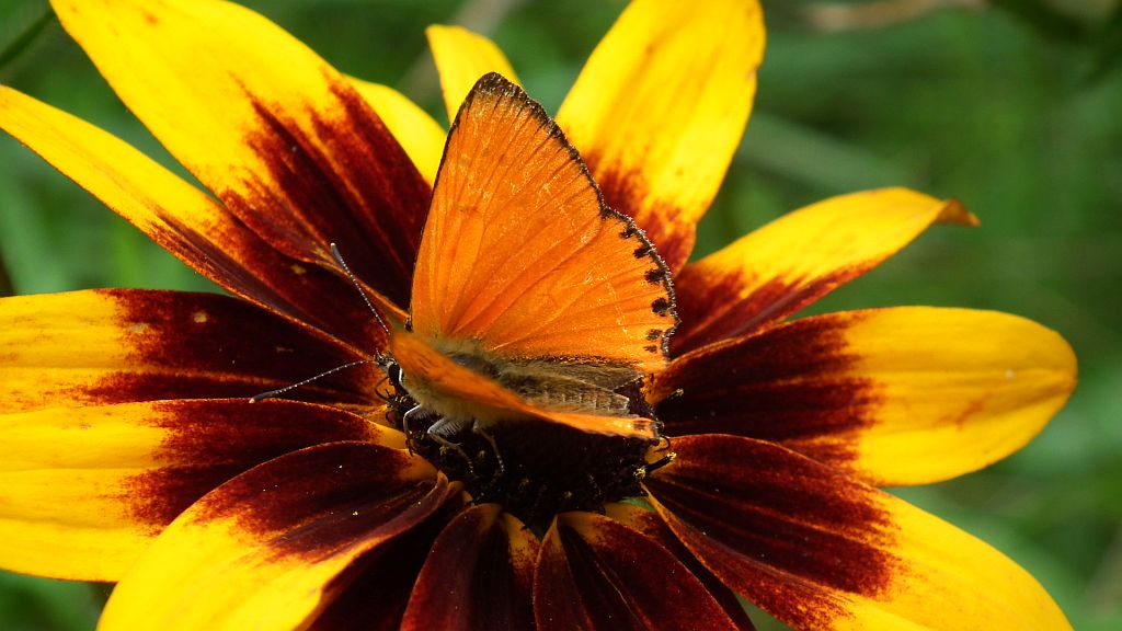 Czerwończyk dukacik (Lycaena virgaureae)