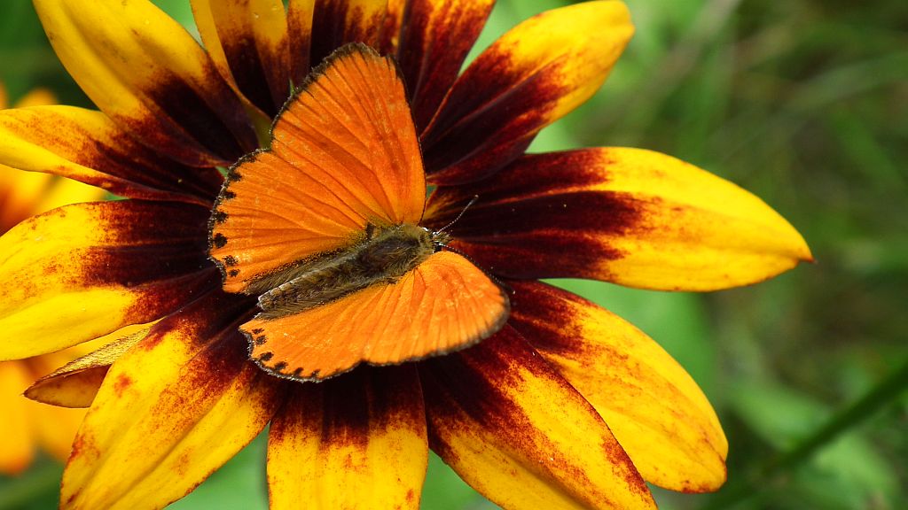 Czerwończyk dukacik (Lycaena virgaureae)