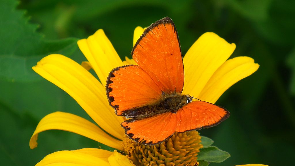 Czerwończyk dukacik (Lycaena virgaureae)