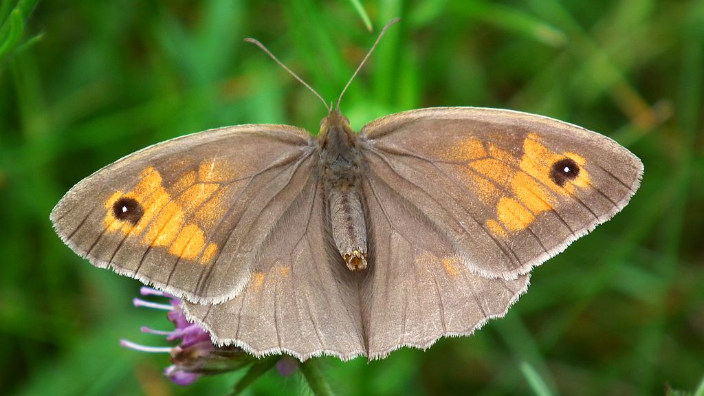 Przestrojnik jurtina (Maniola jurtina)