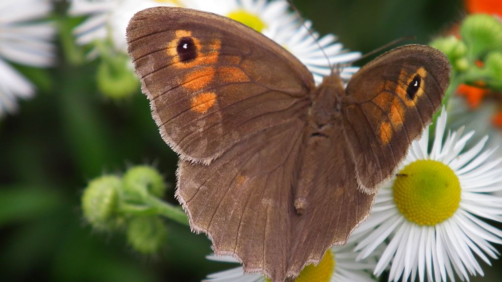 Przestrojnik jurtina (Maniola jurtina)