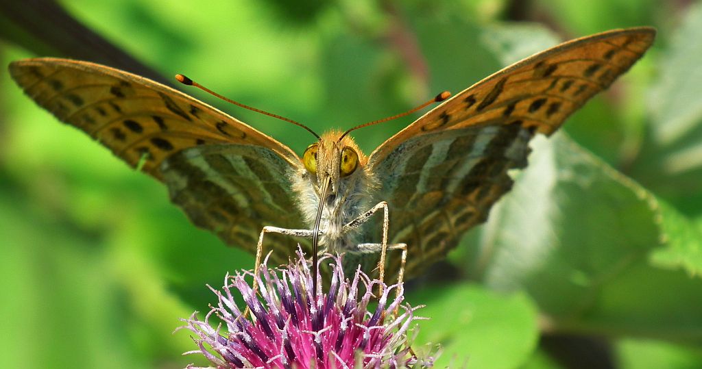 Dostojka malinowiec (Argynnis paphia)