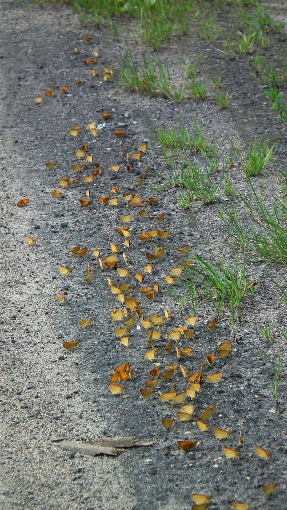 Karłątek ryska (Thymelicus lineola)