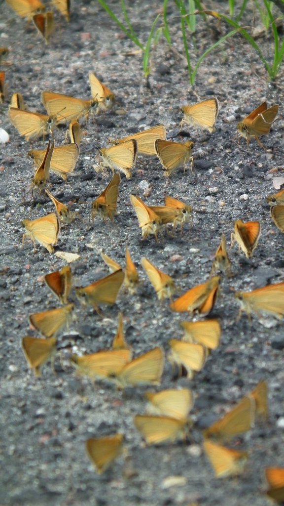 Karłątek ryska (Thymelicus lineola)