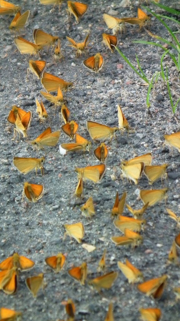 Karłątek ryska (Thymelicus lineola)