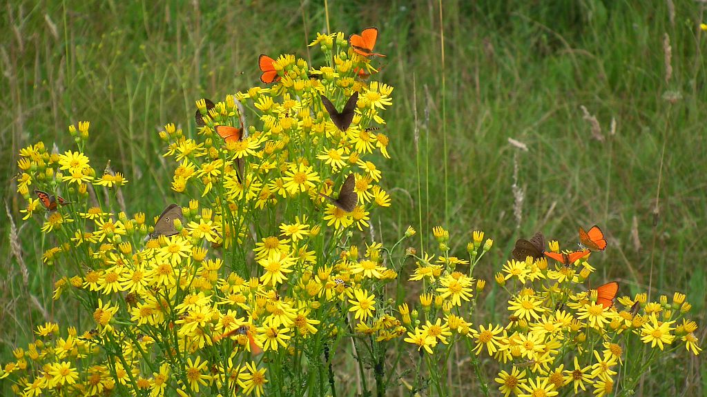 Dukaciki, trawniki, żarek