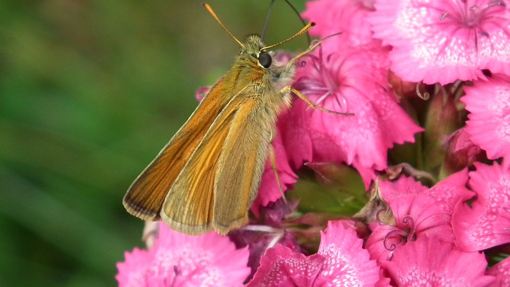 Karłątek leśny, karłątek ceglasty (Thymelicus sylvestris)