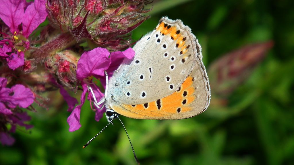 Czerwończyk zamgleniec (Lycaena alciphron)