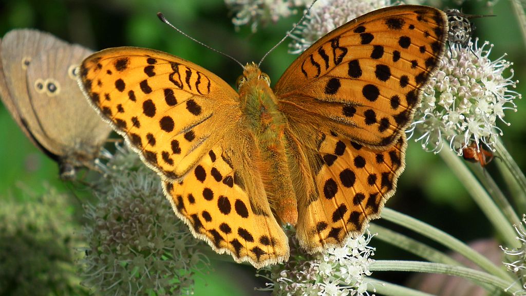 Dostojka laodyce (Argynnis laodice)