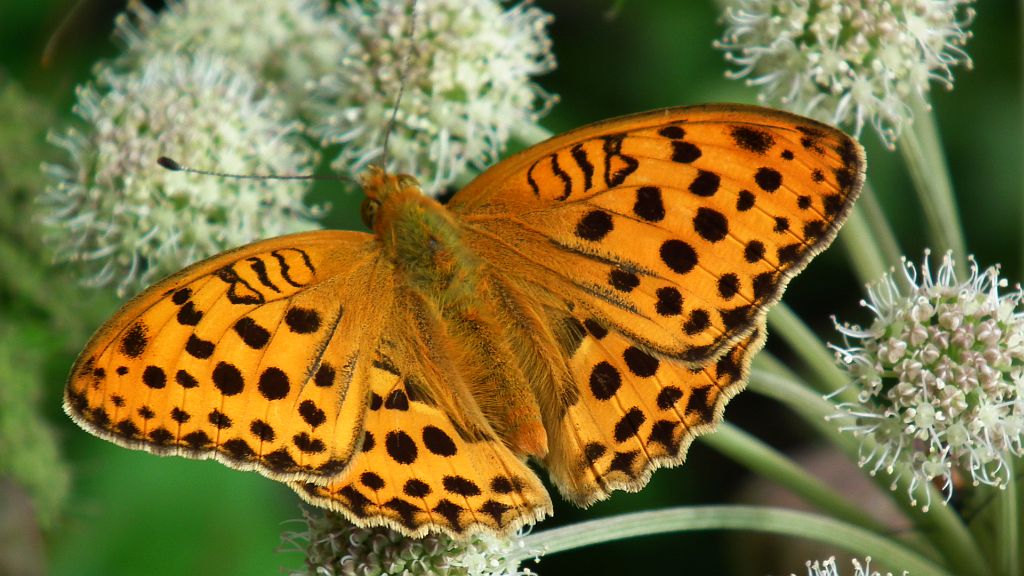 Dostojka laodyce (Argynnis laodice)