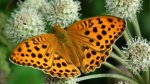 Dostojka laodyce (Argynnis laodice)