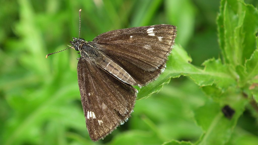 Rojnik morfeusz (Heteropterus morpheus)
