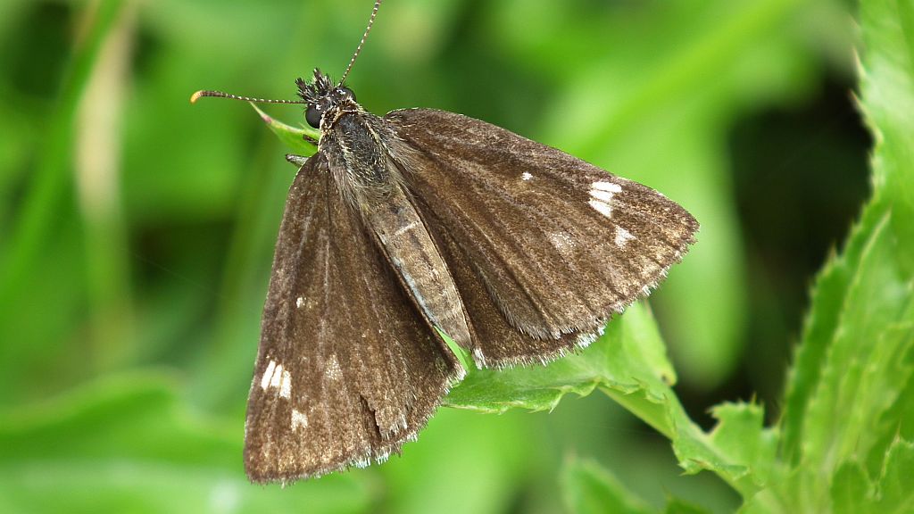 Rojnik morfeusz (Heteropterus morpheus)