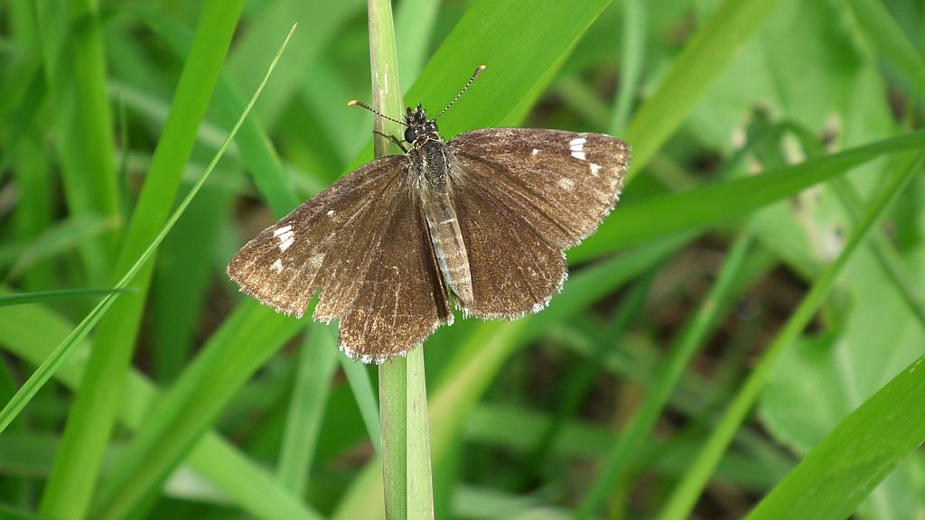 Rojnik morfeusz (Heteropterus morpheus)