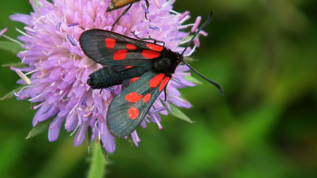 Kraśnik pięcioplamek (Zygaena trifolii)