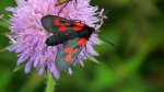 Kraśnik pięcioplamek (Zygaena trifolii)