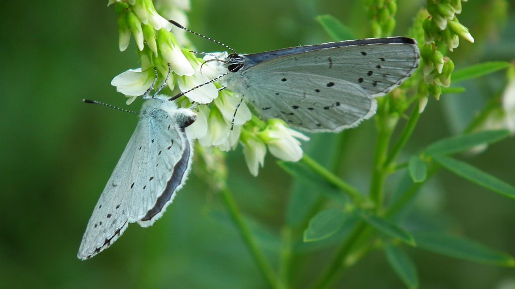 Modraszek wieszczek (Celastrina argiolus)