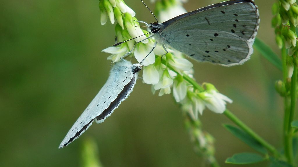 Modraszek wieszczek (Celastrina argiolus)