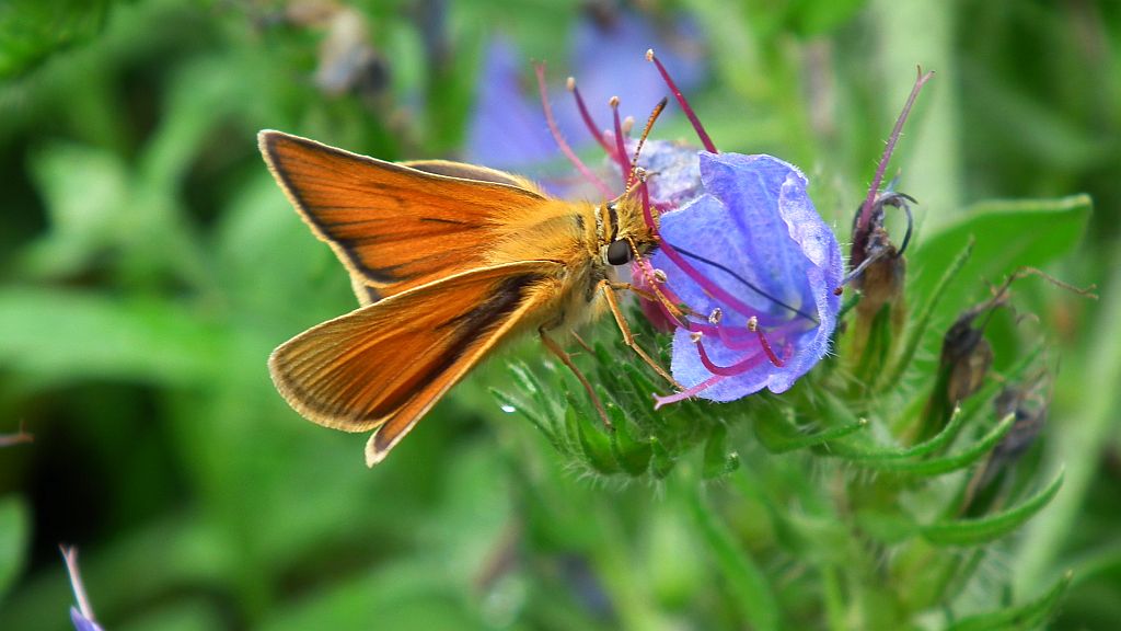 Karłątek ryska (Thymelicus lineola)