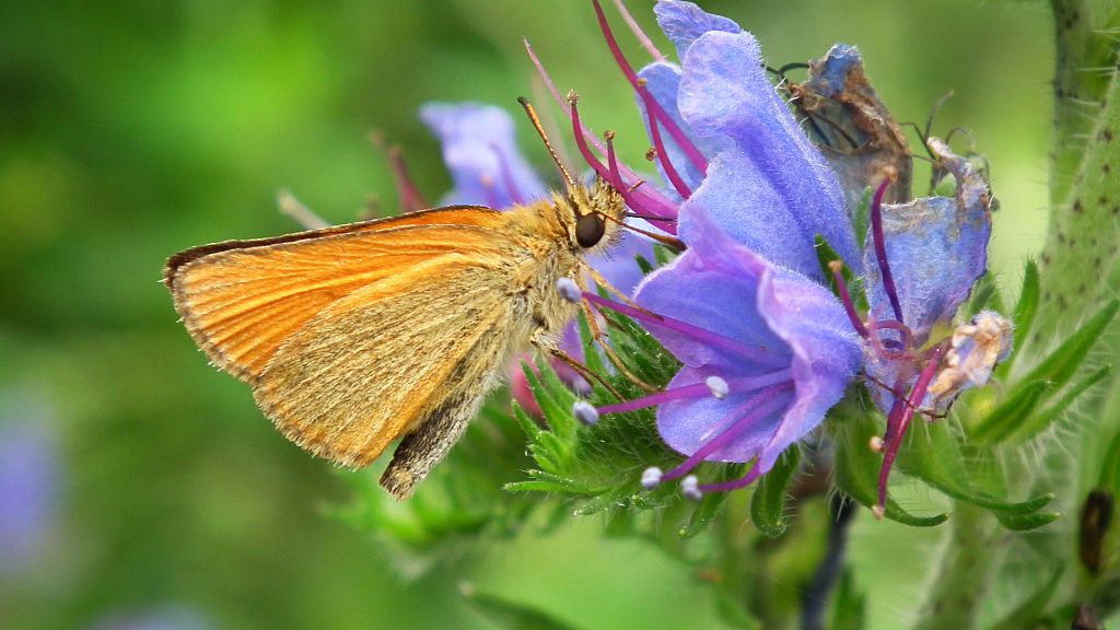 Karłątek ryska (Thymelicus lineola)