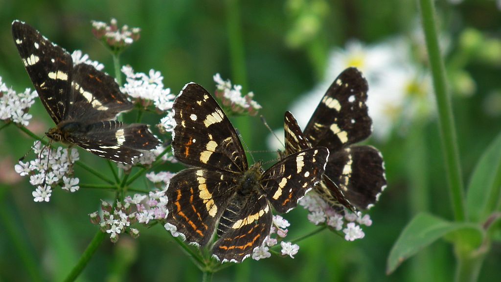 Rusałka kratkowiec (Araschnia levana)