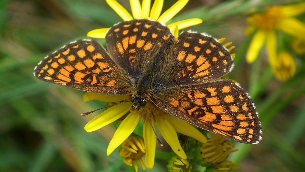 Przeplatka aurelia (Melitaea aurelia)