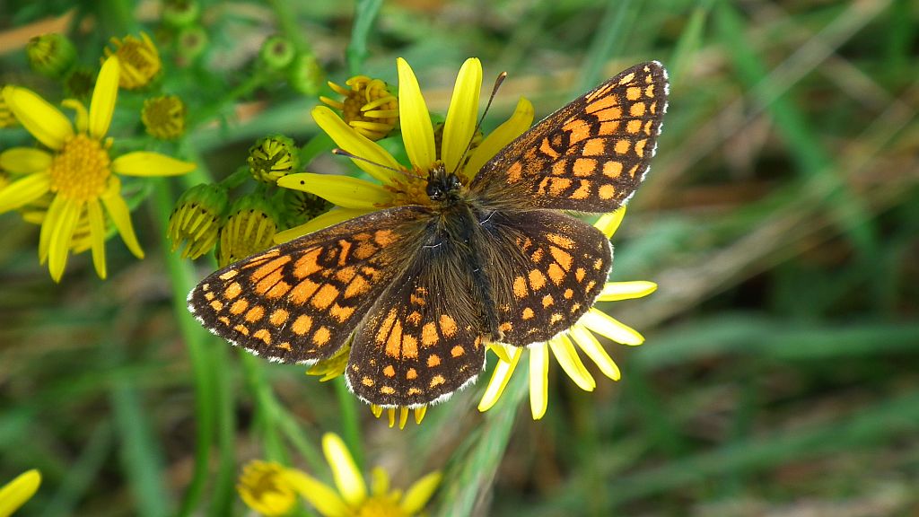 Przeplatka aurelia (Melitaea aurelia)