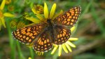 Przeplatka aurelia (Melitaea aurelia)