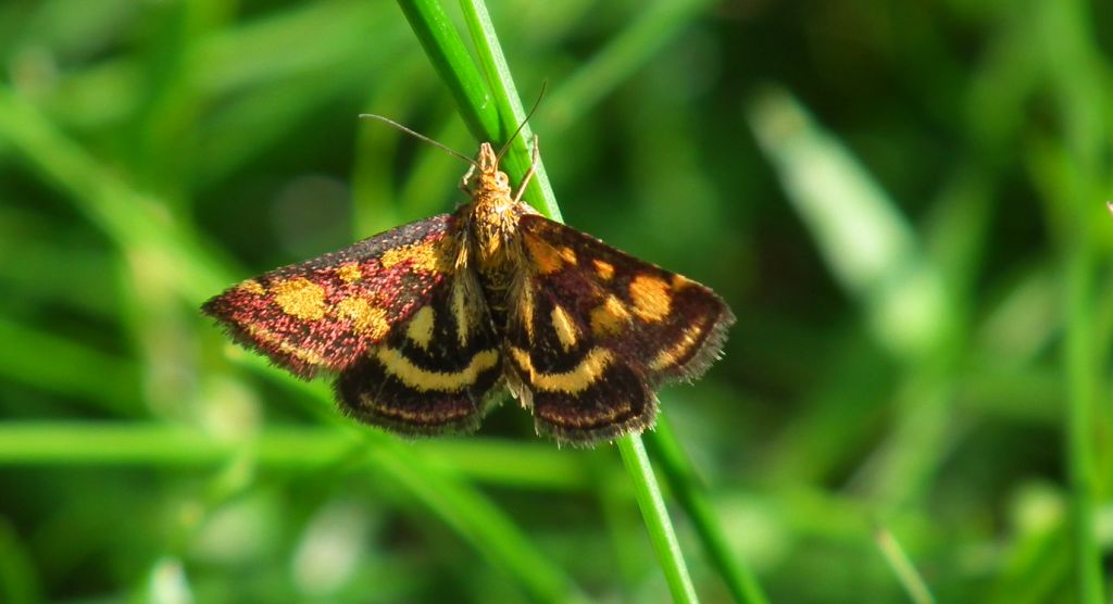 Pyrausta purpuralis