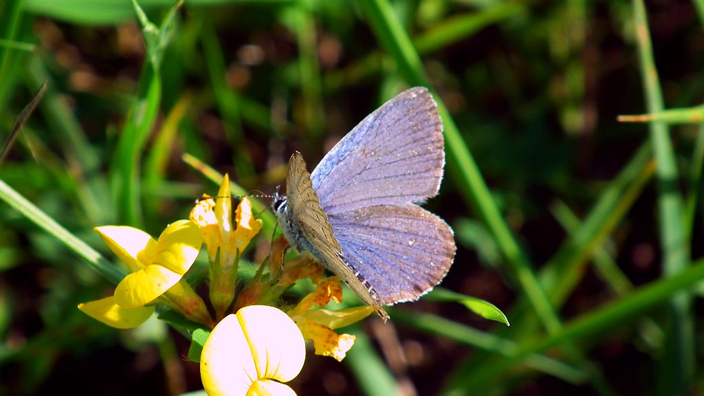 Modraszek amandus (Polyommatus amandus)