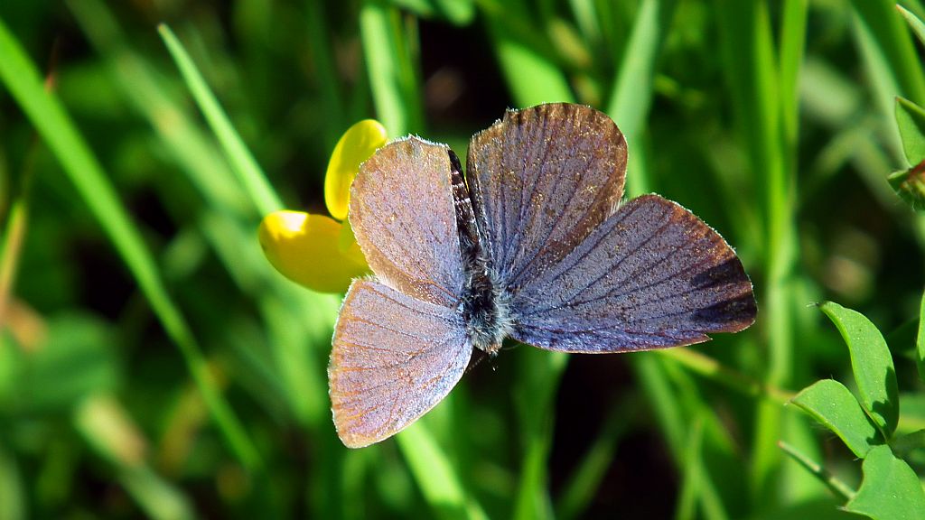 Modraszek amandus (Polyommatus amandus)