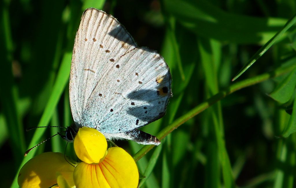 Modraszek amandus (Polyommatus amandus)