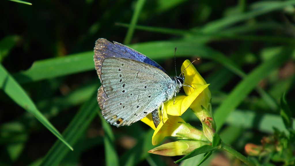 Modraszek amandus (Polyommatus amandus)