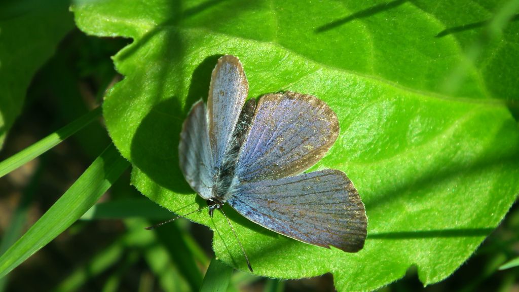 Modraszek amandus (Polyommatus amandus)